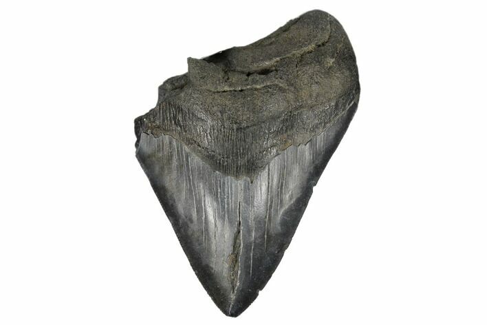Partial, Fossil Megalodon Tooth - South Carolina #180884